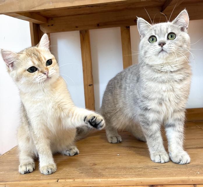 British Shorthair ใบเพ็ด WCF