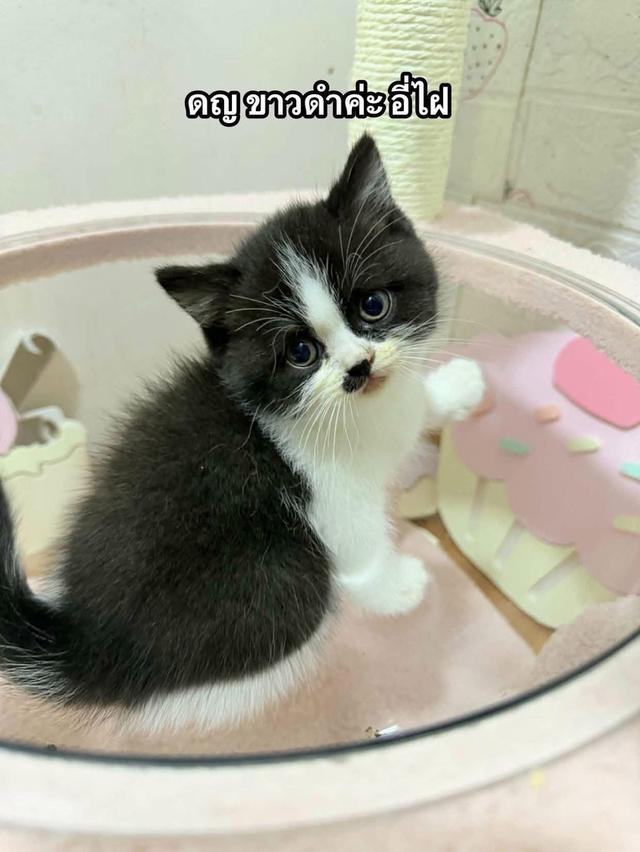 บริติชเด็กน้อยพร้อมย้าย12ก.พนี้ รูปที่ 2