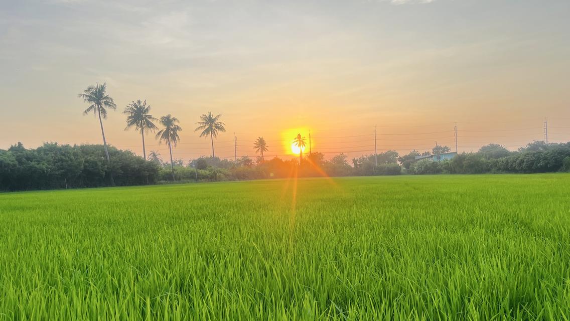 ✨ขายที่นา ทำเลทอง 10 ไร่ ติดถนนใหญ่ + คลองชลประทาน – ต.ย่านยาว อ.สามชุก จ.สุพรรณบุรี✨ 13