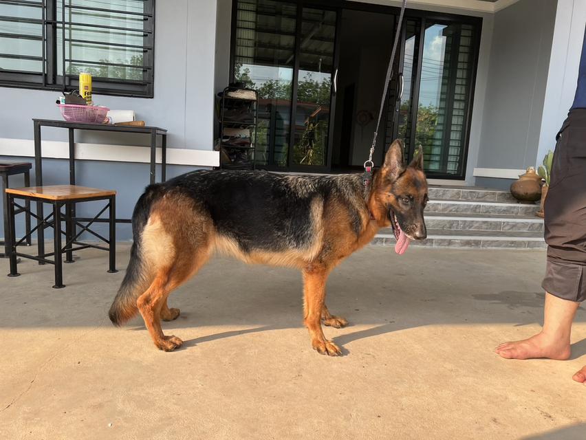 สุนัขเยอรมันเชพเพิร์ด