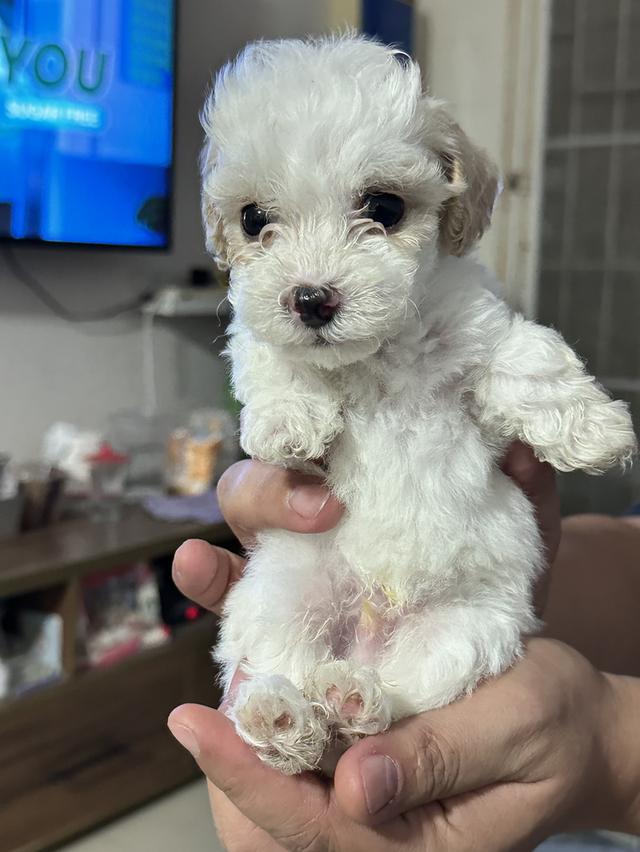 สุนัขพุดเดิ้ลทอยสีขาว