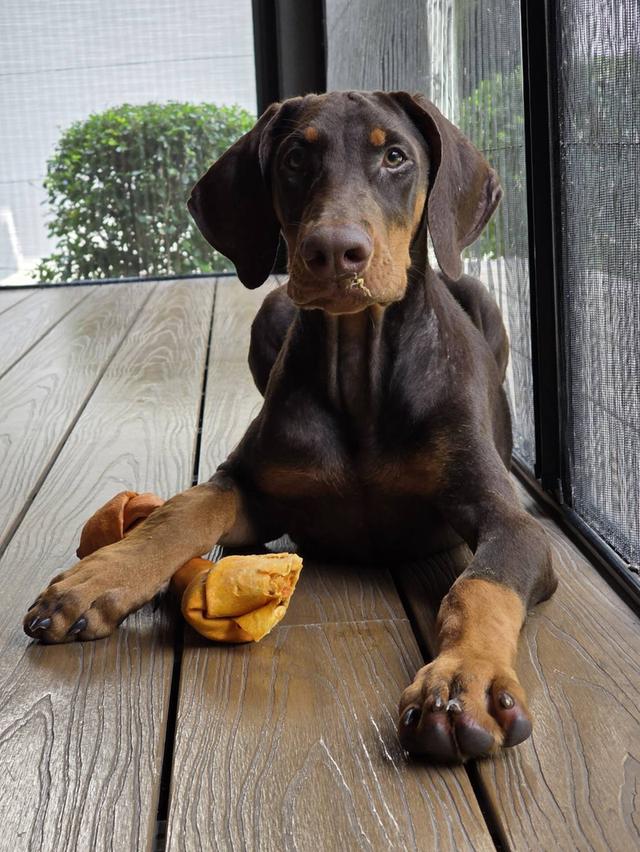 ลูกหมา Doberman Pure Bred Champion Line เพศเมีย สีแดง มี 3 ตัว มี Pedigree/Certificate ตัดหางแล้ว รูปที่ 8