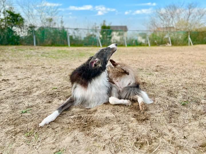 Borzoi ขนยาวสวย 3