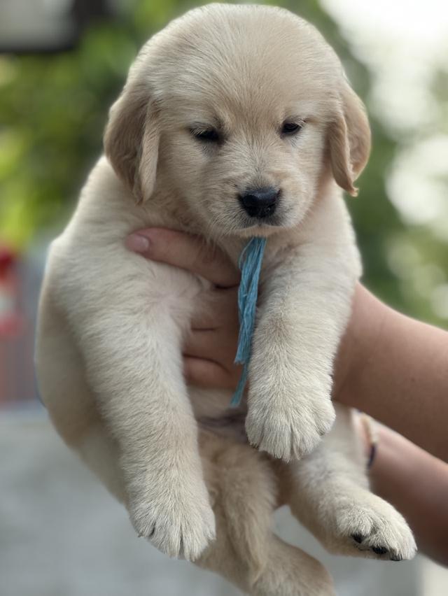 โกลเด้นรีทีฟเวอร์แท้ รูปที่ 6