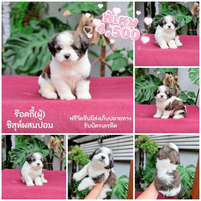 ชิสุห์ผสมปอม4หนุ่มหล่อ 2