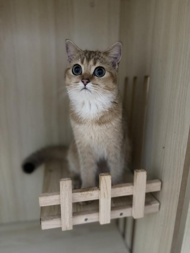 แมวบริติช 2