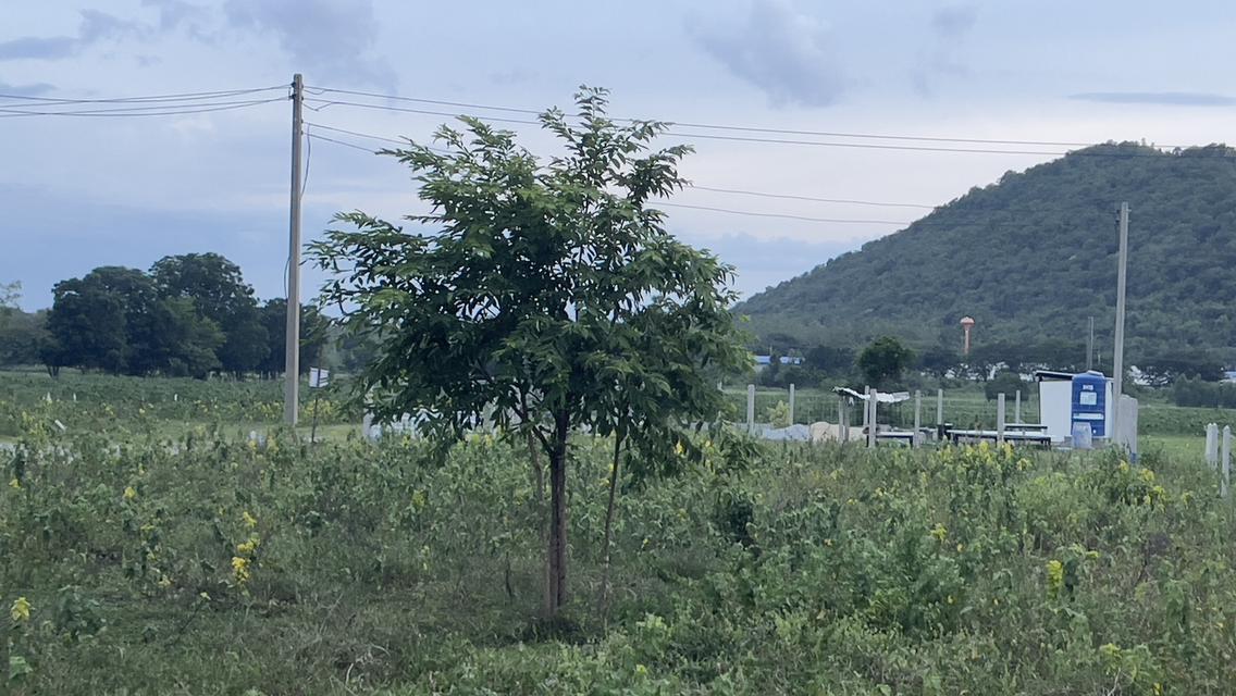 ที่ดิน120ตร.วา วิวสวยหลังเขา เหมากับการทำรีสอร์ต+บ้านพักผ่อนตากอากาศ  6