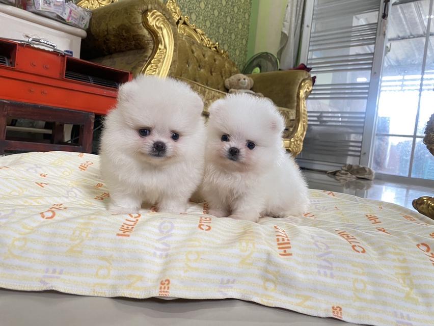 ลูกปอมแท้ พร้อมย้ายบ้าน สีขาวสำลี อ้วนกลมหมี เตี้ยสั้น