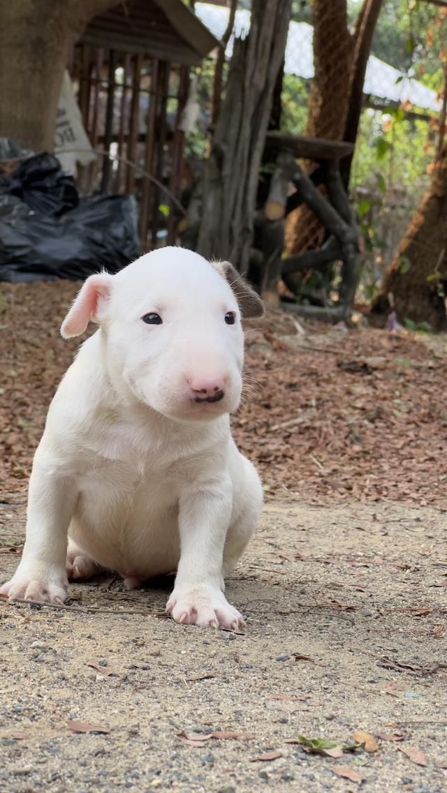 สุนัขบลูเทอเรีย Bullterrier std รูปย่อยที่ 4
