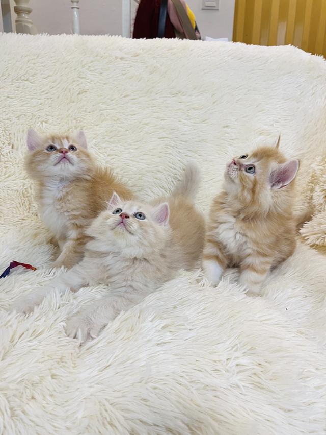 แมว เปอเซียสีส้ม ครีม🔥🔥🔥 รูปที่ 6