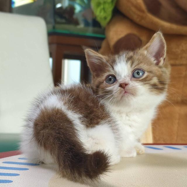 แมวมันช์กิ้น Munchkin short leg Oscat cattery chiangmai