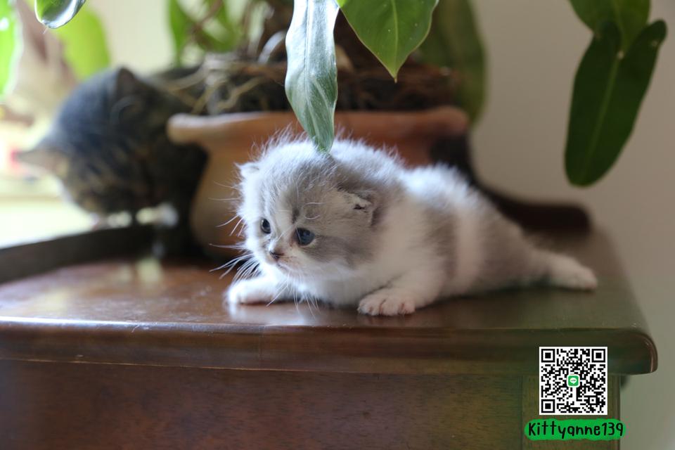 แมวเปอร์เซียผสมบริติช รูปที่ 10