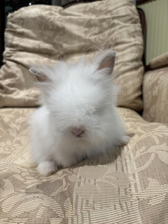 Teddy Bear Rabbit