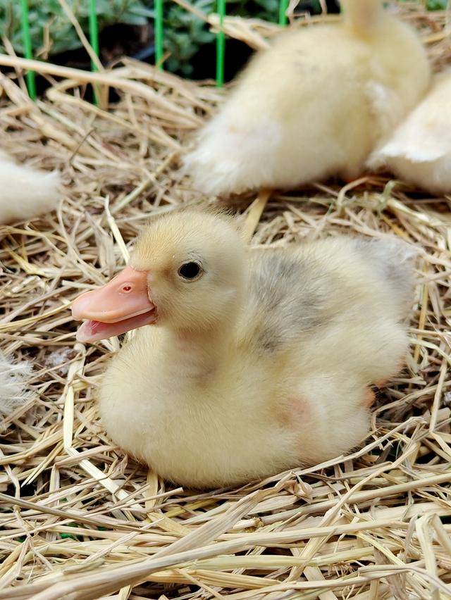 ลูกเป็ด CallDuck สุดน่ารัก 💛🐥🐣