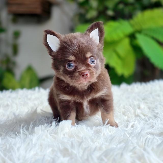 ชิวาวาขนยาวChihuahuaแท้สีช็อค รูปที่ 7