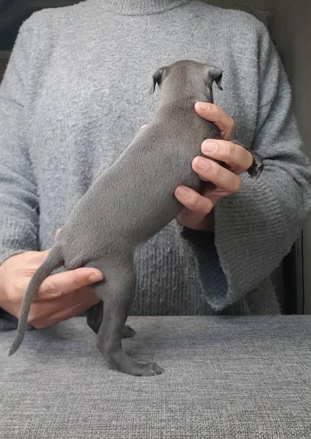 Italian Greyhound ขนสีดำ 3