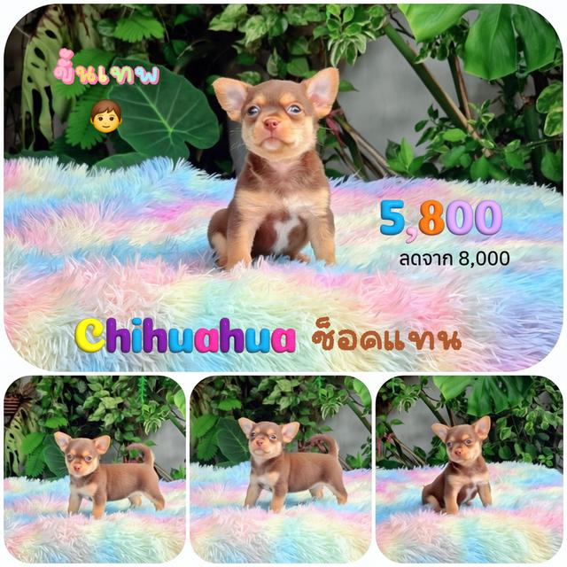 CHIHUAHUAชิวาวาขนสั้นสีช็อคหนุ่มรูปหล่อ รูปย่อยที่ 2