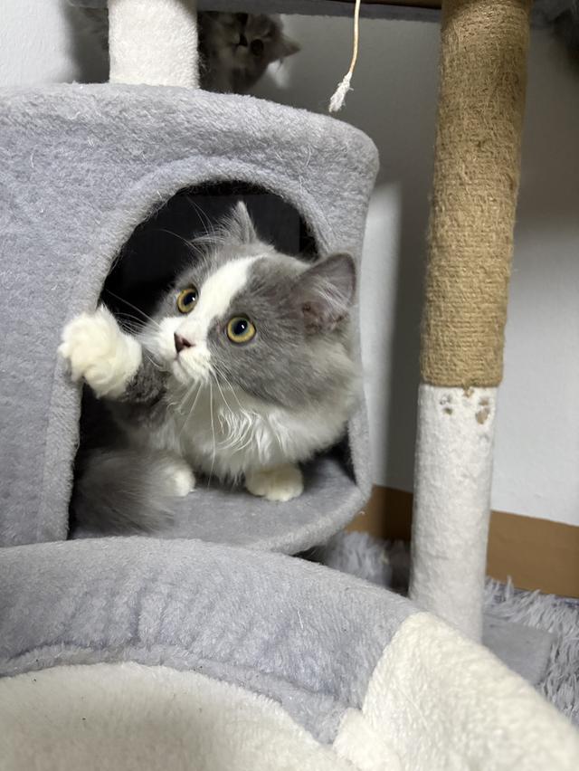 ดช สก็อตติช ลองแฮร์ 2