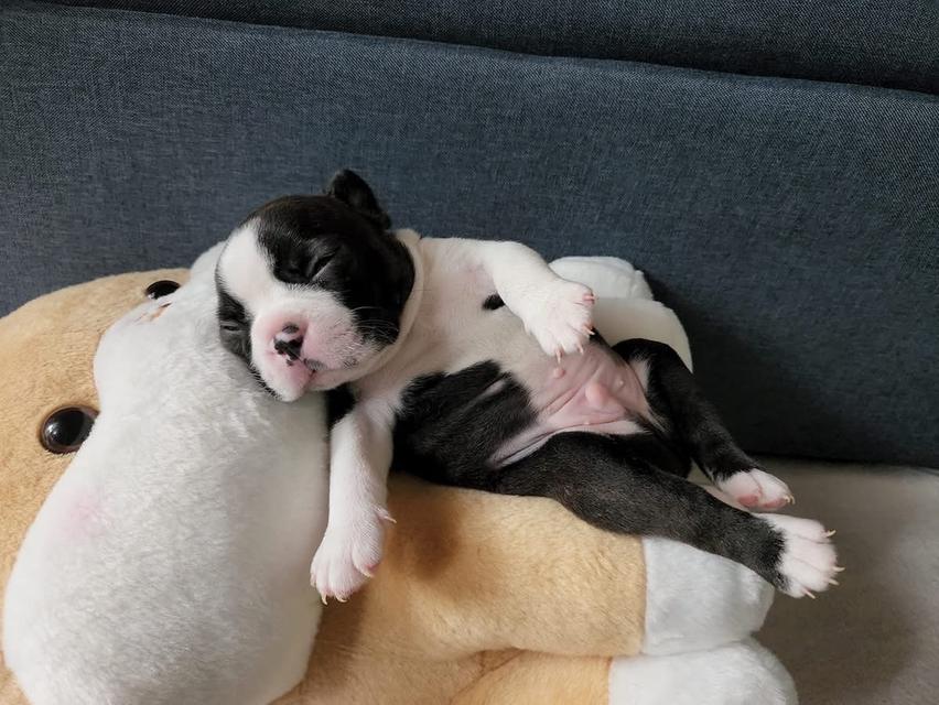 Boston Terrier พร้อมย้ายบ้าน 2