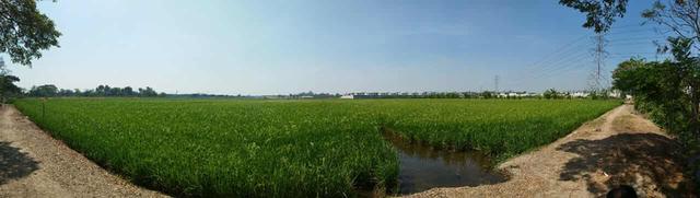 ขายที่ดินเขตปทุมฯ(Land for sale) 2