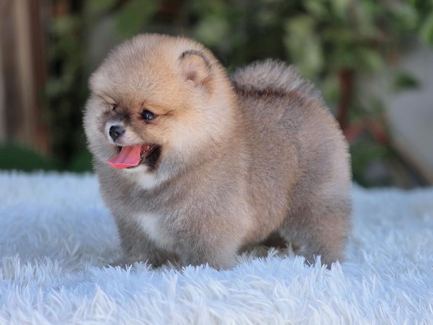 ปอมเมอเรเนียนแท้ เพศเมีย สีส้ม รูปที่ 5