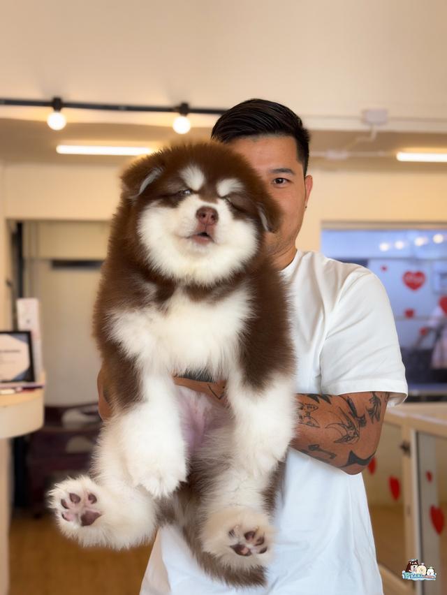 น้องอลาสกัน ไจแอนด์ นำเข้าจากต่างประเทศ