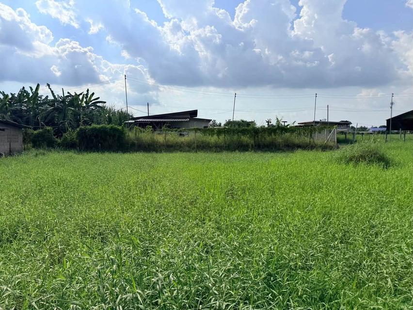 ขายด่วนที่ดิน 182 ตรว เหมาะสร้างบ้านสวน ต.สวนป่าน อ.เมืองนครปฐม จ.นครปฐม 8
