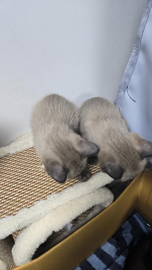 ลูกแมววิเชียรมาศผสมเบอร์มีส