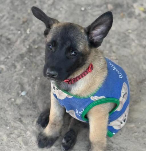 ลูกหมาน้อย Belgian Malinois เชื่องมาก