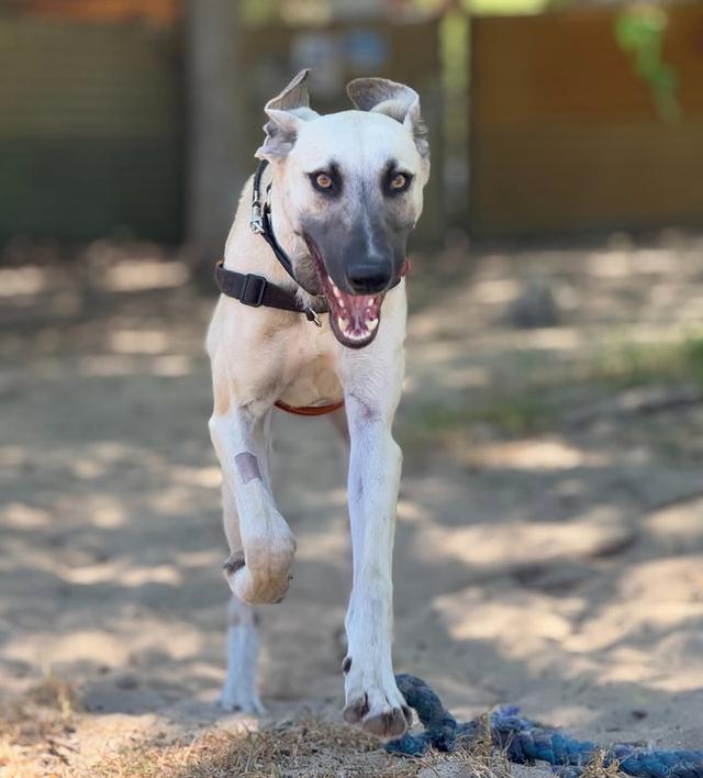 ขายน้องหมาพันธุ์แท้ Greyhound หน้าตาน่ารัก