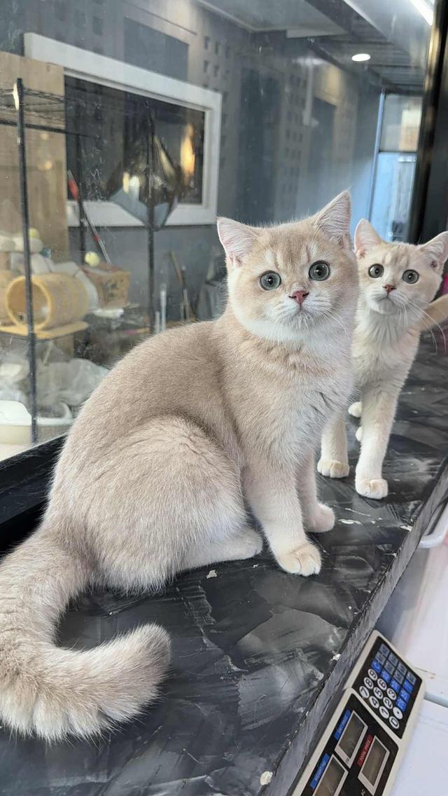 แมวบริติช เพดใบเพดwcf และรับนำเข้าแมวจาก ตปท.