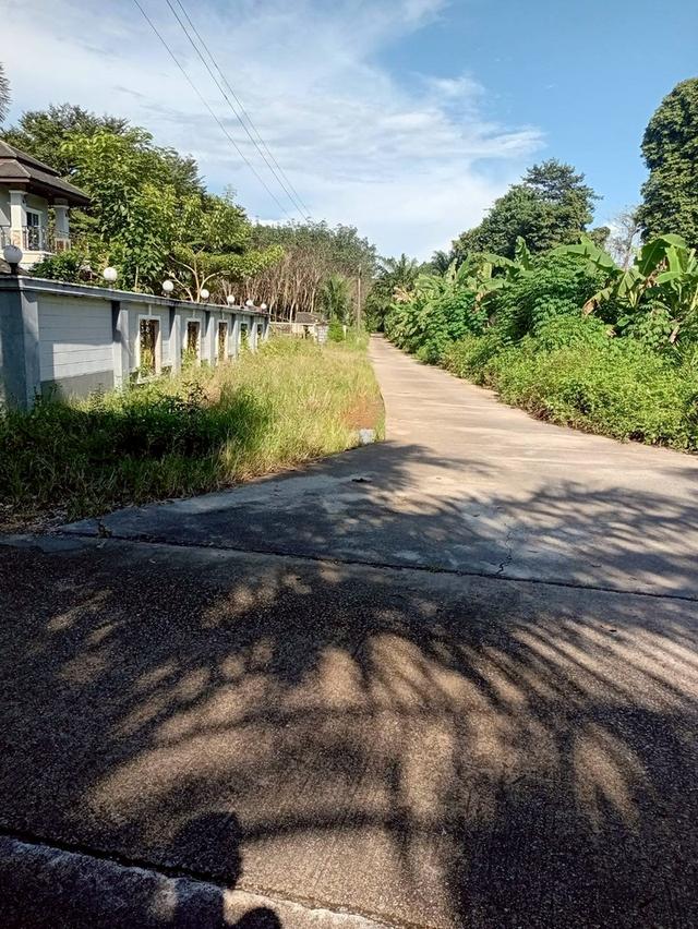 ขายที่ดินพร้อมสวนปาล์ม ทำเลทอง 26 ไร่ 97.1 ตร.ว. อ.เมืองพังงา หลังการยางแห่งประเทศไทย จ.พังงา 11