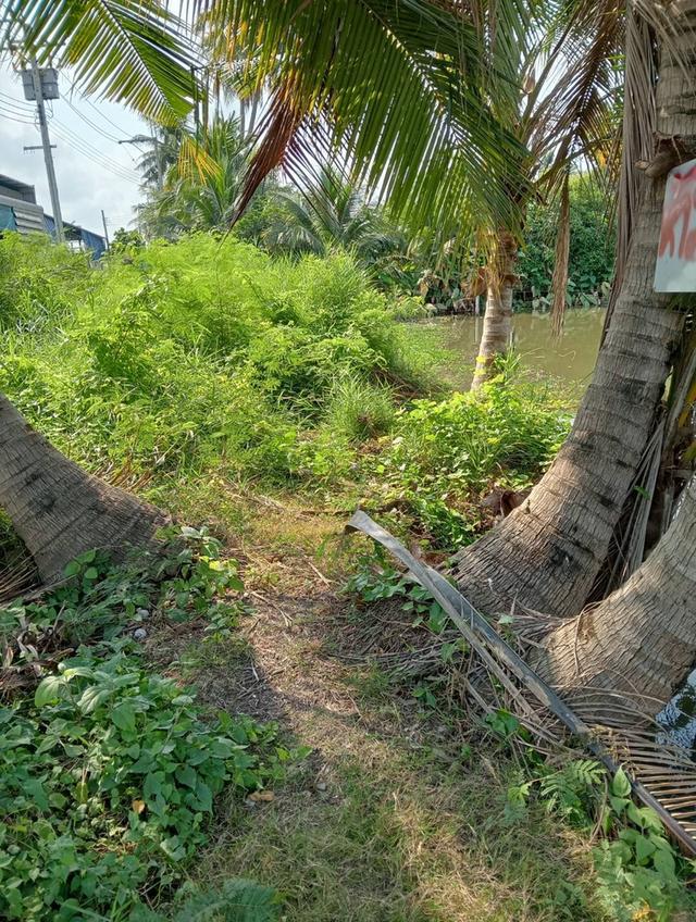 ขายที่ดินบ้านสวน ราคาถูกๆ1ไร่4ล้านหนองแขม 7