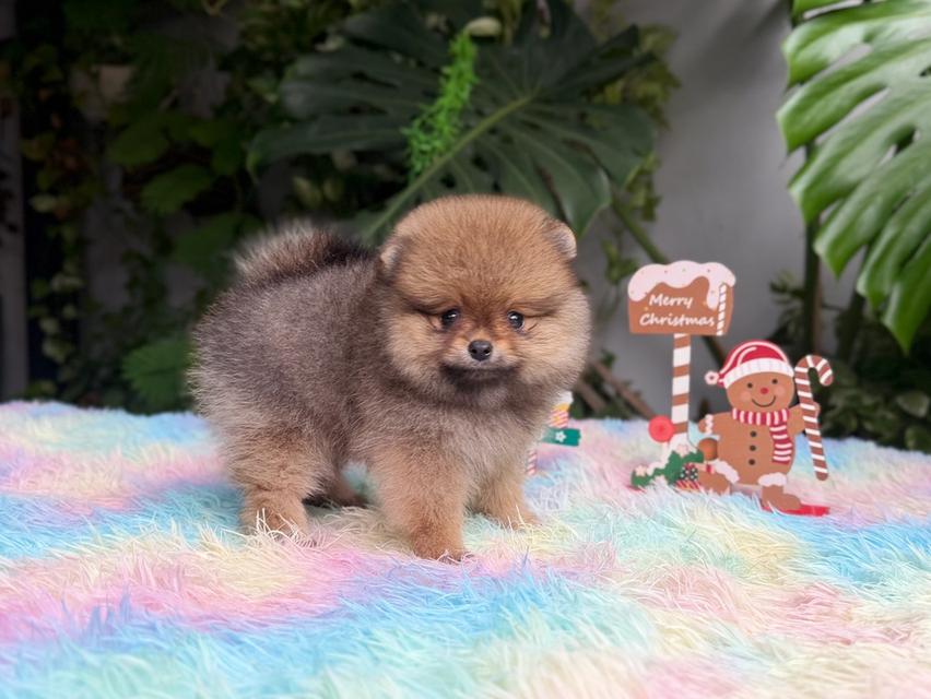 ปอมแท้ เพศเมียสีส้ม พิกัดรามอินทรา 4