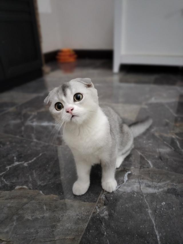 Scottish fold  6