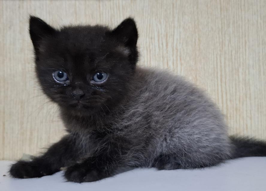 ลูกแมวสายพันธุ์บริติช 7