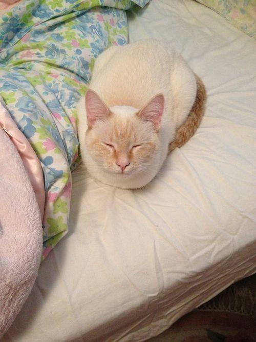 หาบ้านให้ แมว ขาวมณีสีขาวออกสีส้ม 1