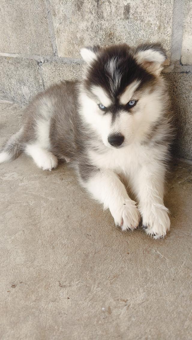 สุนัขพันธุ์ไชบีเรียนตาสีฟ้าเพศผู้