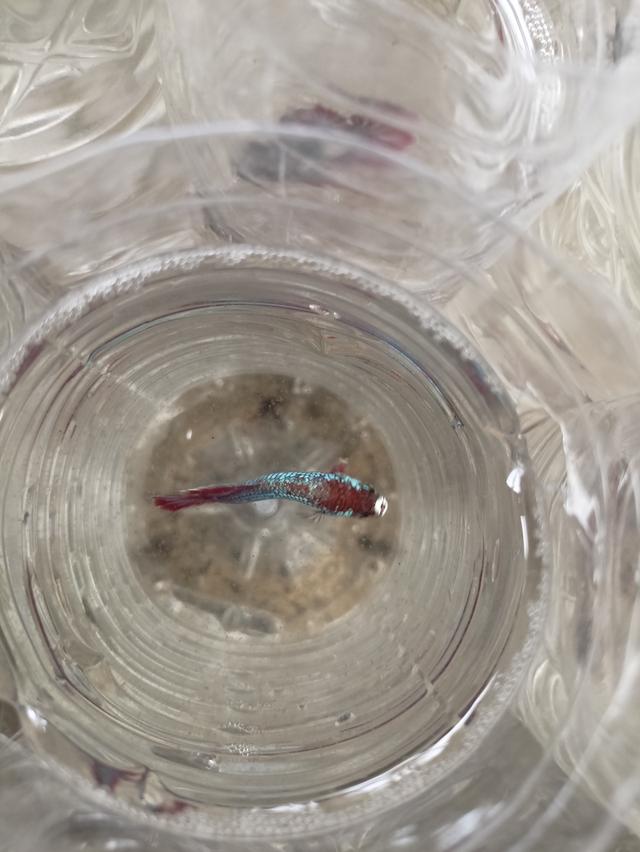 ปลากัดสวยงามราคาส่ง เริ่มต้นที่ 20 6