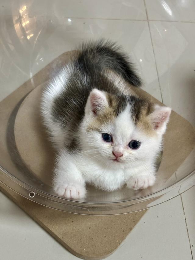 แมวบริติช British shorthair รูปที่ 2