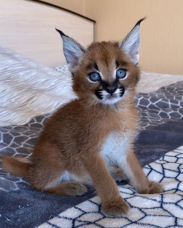 Caracal Kittens | WhatsApp me : +66 63 826 3042 รูปย่อยที่ 2