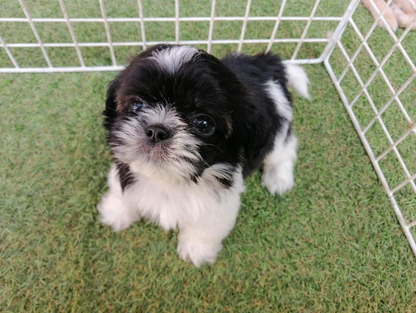 ชิสุห์ปอม สีขาวดำ ดญ.ชะเอม พร้อมย้าย รูปที่ 2