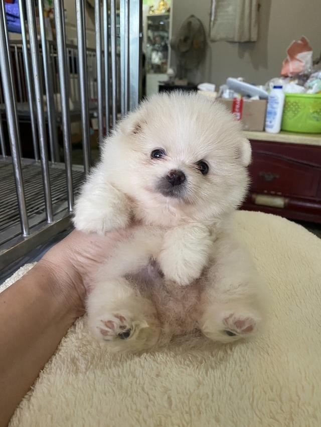 ลูกปอมแท้ น่ารัก สั้นหมี ทีคัพ พร้อมย้ายบ้านค่ะ รูปย่อยที่ 3
