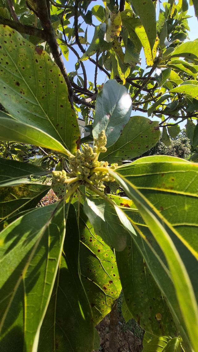 บ้านโครงการ Holiday Park ปากข่อง  5 ห้องนอน 5 ห้องน้ำ บ้านสไตล์บาหลี บนพื้นที่ 1 ไร่ 13