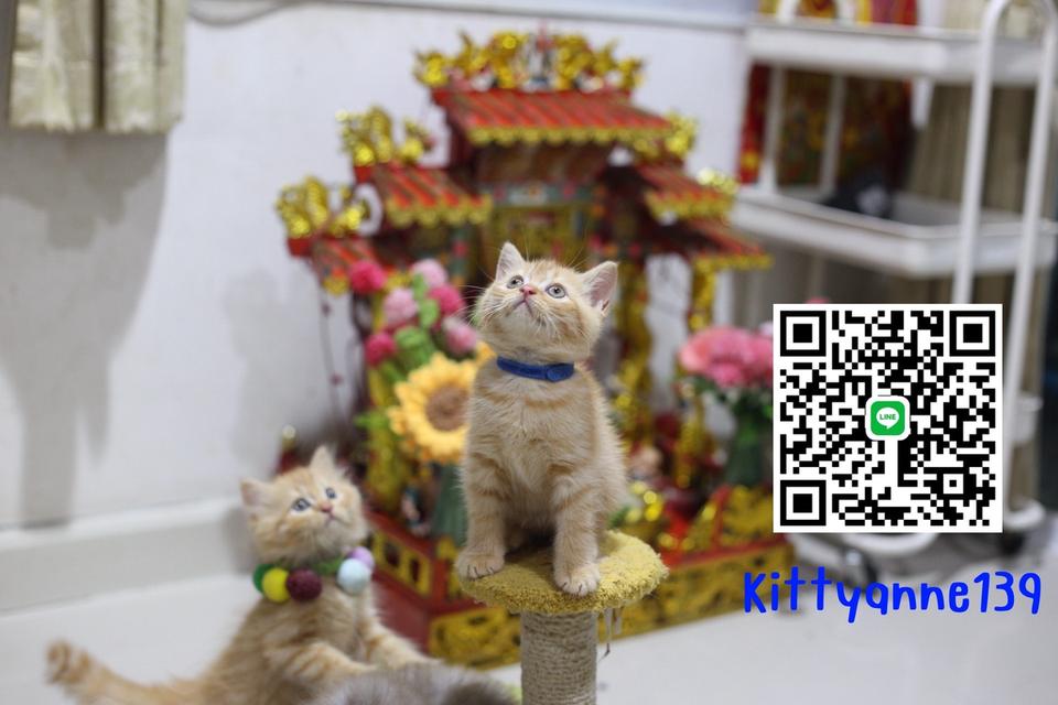 ลูกแมวบริติชช็อตแฮร์ผสมสก็อตติชช็อตแฮร์ 19