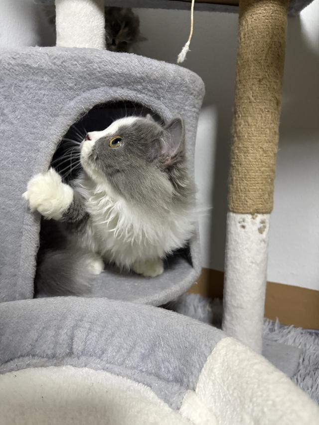 ดช สก็อตติช ลองแฮร์ 4