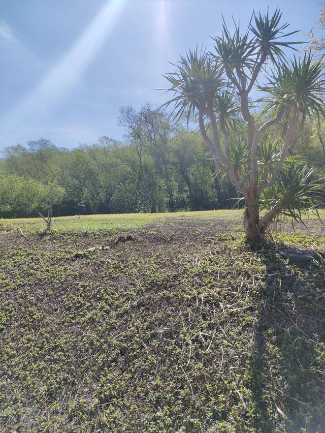 ขายที่ดินพร้อมโฉนด 1-1-32 ตร.ว. อ.ปากช่อง จ.นครราชสีมา ทำเลดี บรรยากาศร่มรื่น ด้านหลังติดภูเขา 4