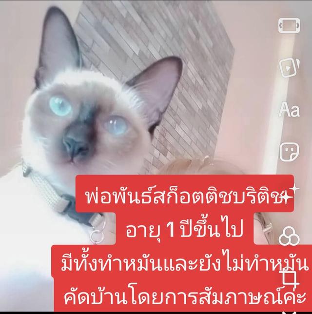 สินสอดเป็นอาหารแมวรอยัลคนิลฟิต 10 กิโลกรัม