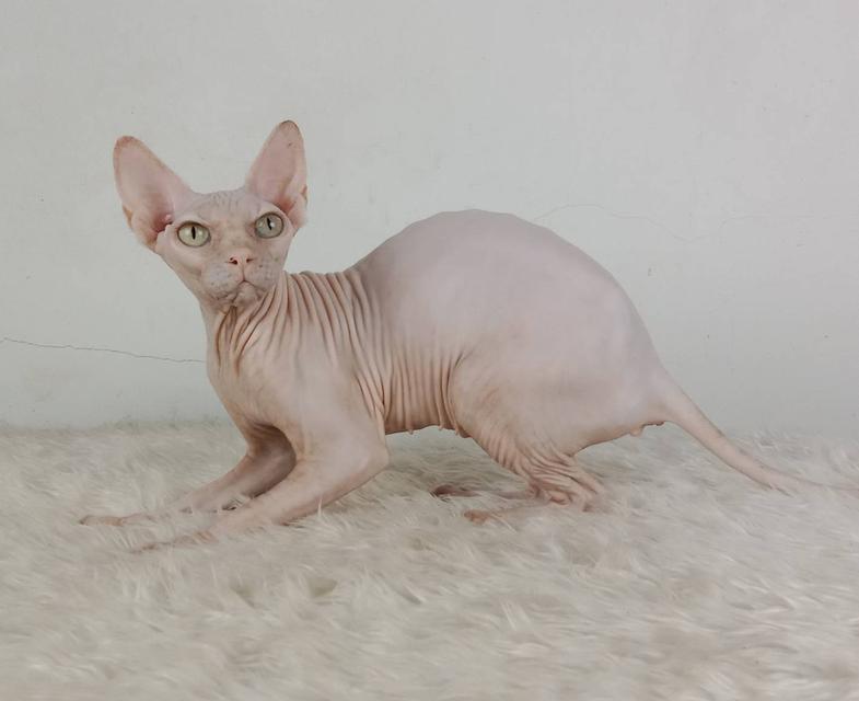 24.แมวสฟิงซ์/เพศเมีย หาบ้าน Sphynx Cat/Female looking for a new home 6