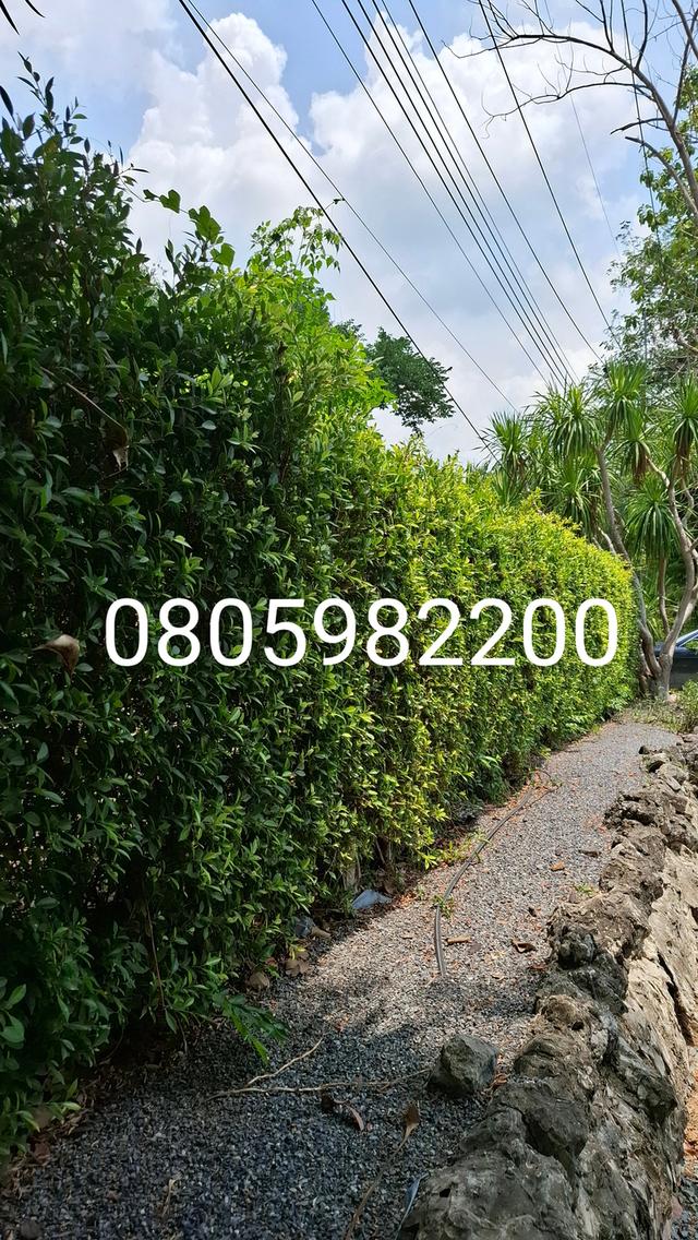 ศุภาลัย ป่าสักรีสอร์ท บ้านเดี๋ยวติดแม่น้ำป่าสัก ในโครงการรีสอร์ท 8